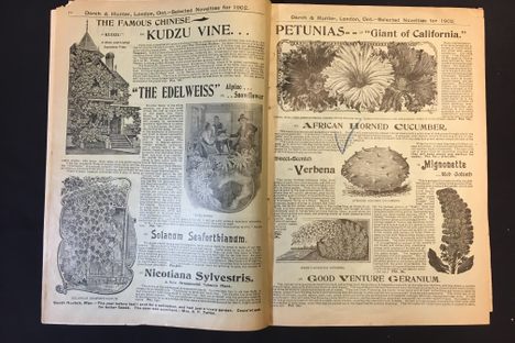 A glowing advertisement for kudzu—now considered to be a highly invasive plant—in a 1902 catalog.