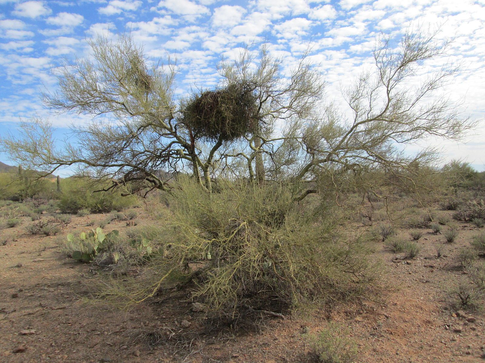 A paloverde tree stands guard in an Arizona desert. In 1993, one of these trees helped solve a crime when it dropped its distinct seeds into a murderer's pickup truck.