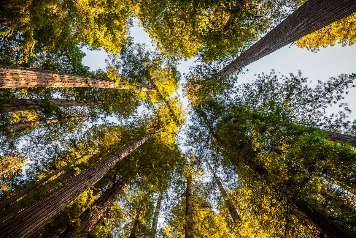 Coast redwoods in Jedediah Smith Redwoods State Park, California.