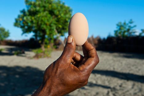 Egg Fields of Savo Island