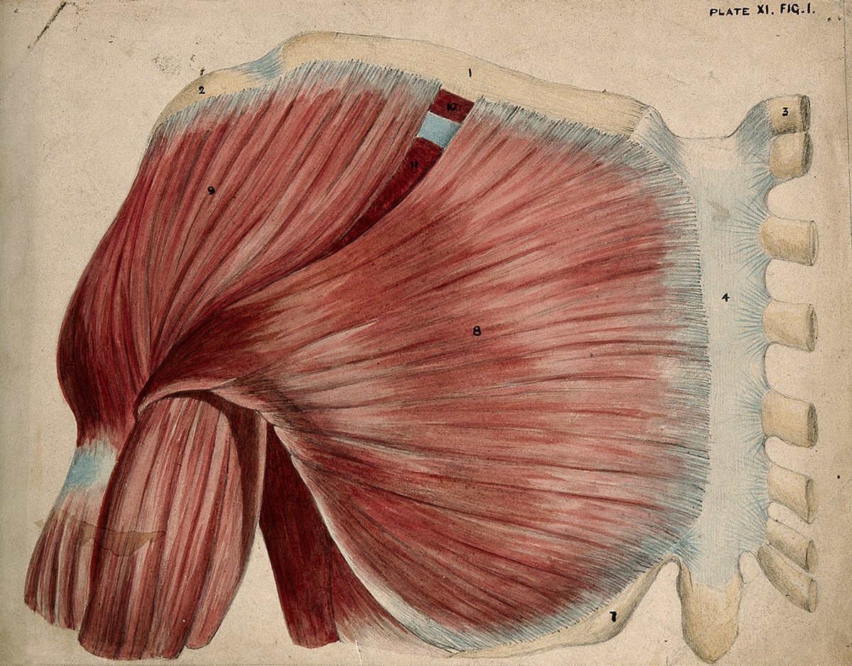 An engraving of a dissected shoulder and chest by J.C. Whishaw, 1852/1854.