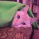 taylasablerose profile photo