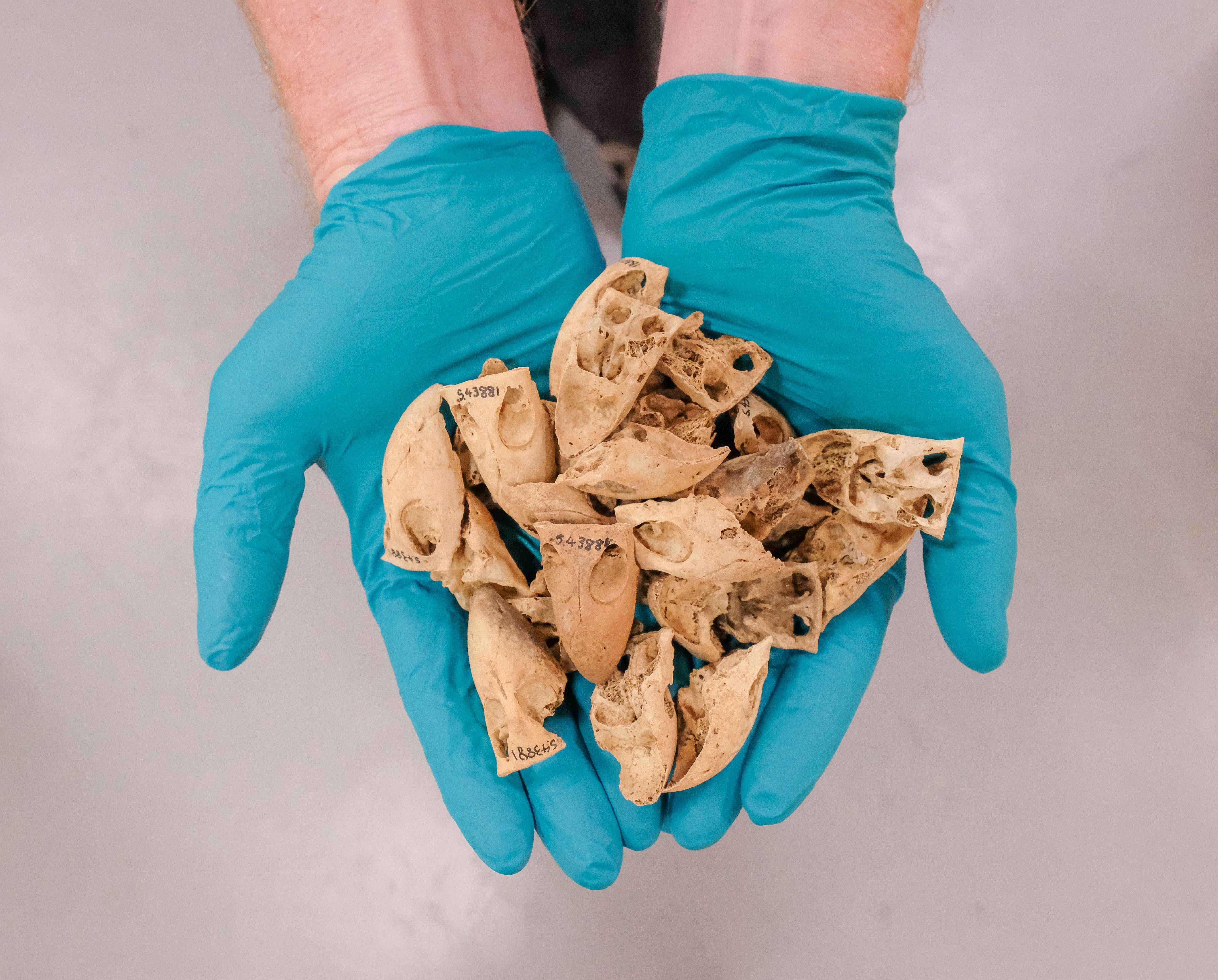 Alan Tennyson holds more than 20 fossilized kakapo beaks. Just 154 of the birds are alive today.