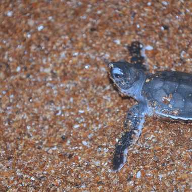A hatchling on Shell Beach.