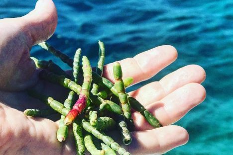 Marsh Samphire