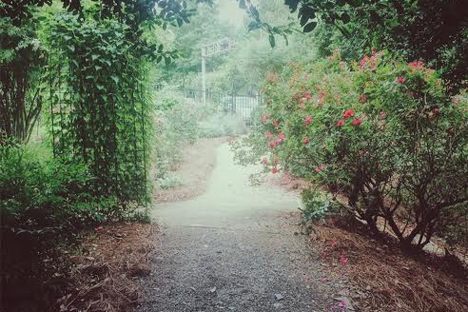 Paths wind through the rose bushes.
