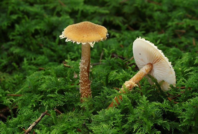 A Powdercap without a parasite.