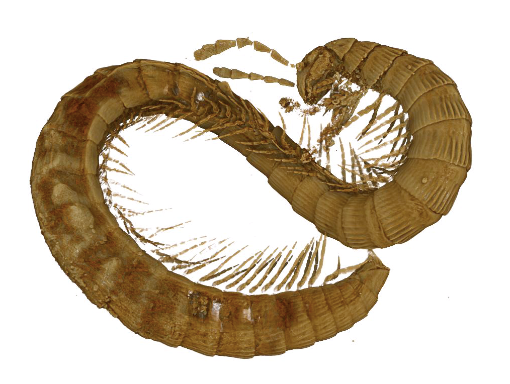 <em>Burmanopetalum inexpectatum</em> rendered in a 3D model.