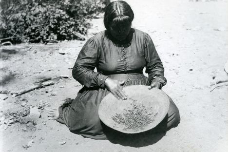 A central Pomo woman with army worms in Ukiah Valley, California, c. 1904.