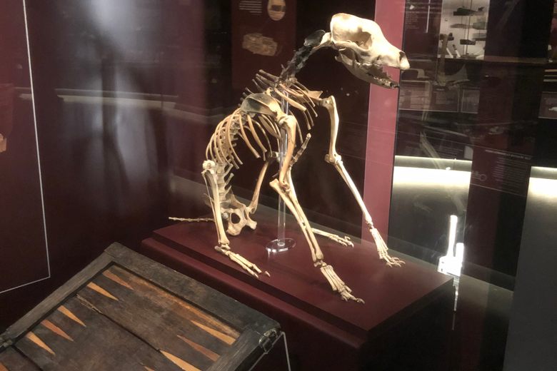 Easton Dog Skeleton - The Salisbury Museum