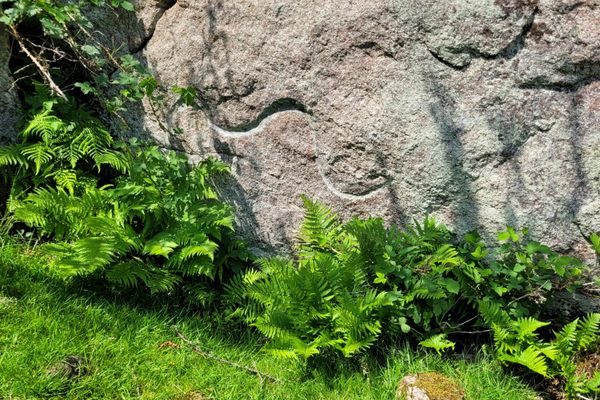 The Dragon Mark