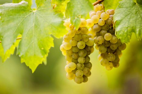 Washington's winemakers are experimenting with grapes that aren't usually grown on American soil, like the Hungarian Furmint. 