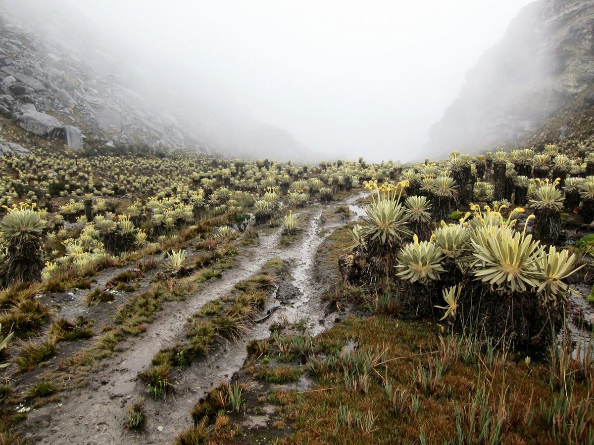 The treeless plateau of the Colombian Andes.