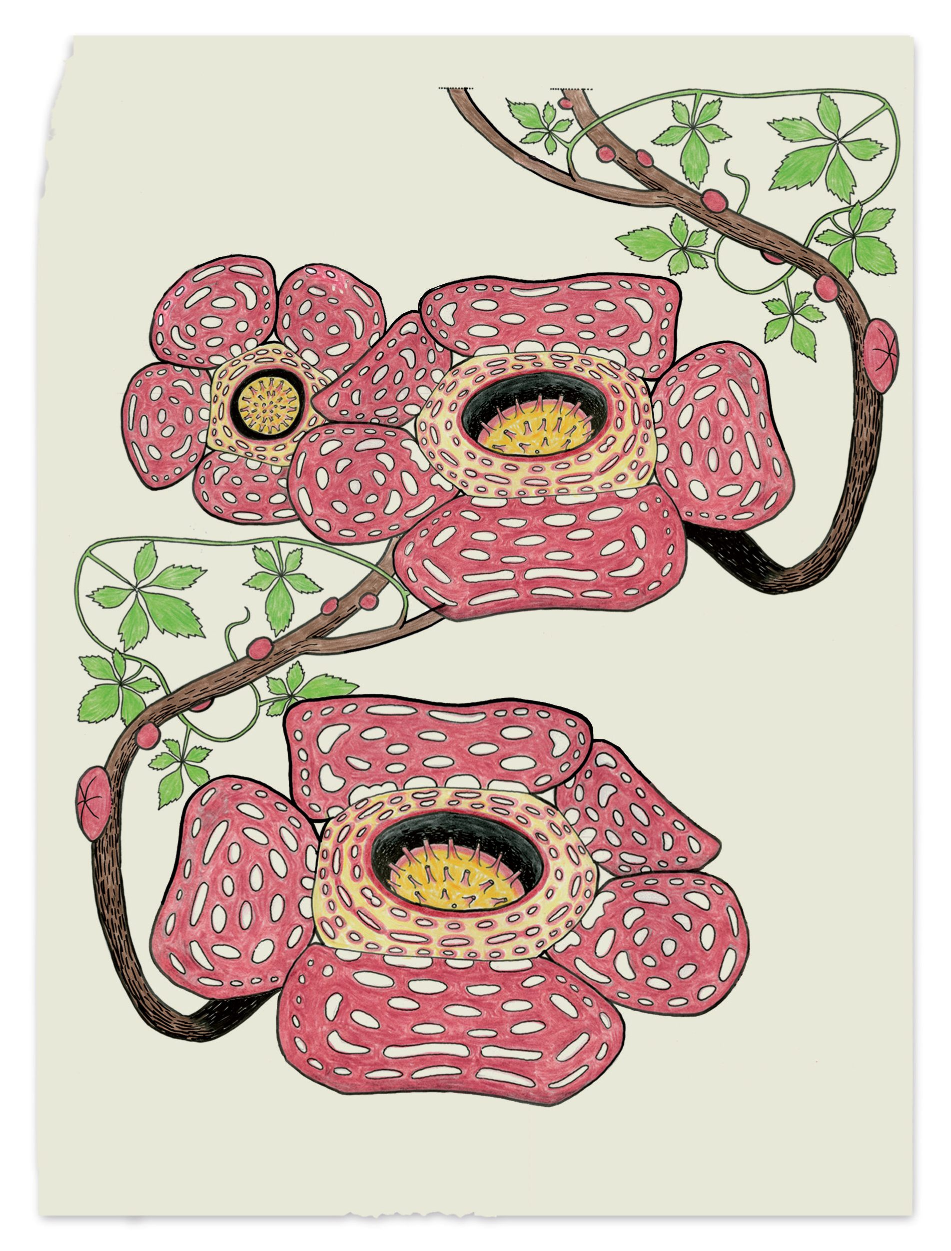 <em>Rafflesia arnoldii</em> looks pretty and smells rank.