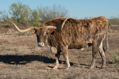 A Texas Longhorn’s most notable feature is its long, occasionally twisted horns.