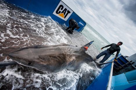 So you want to tag a great white, do you? 