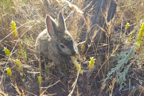 A pygmy rabbit snacking on clover after being rescued.