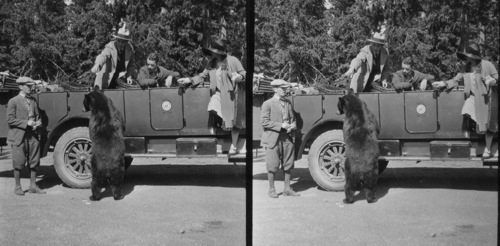 Calvin Coolidge and family, feeding famous Hold-Up Bear Jesse James in 1927.