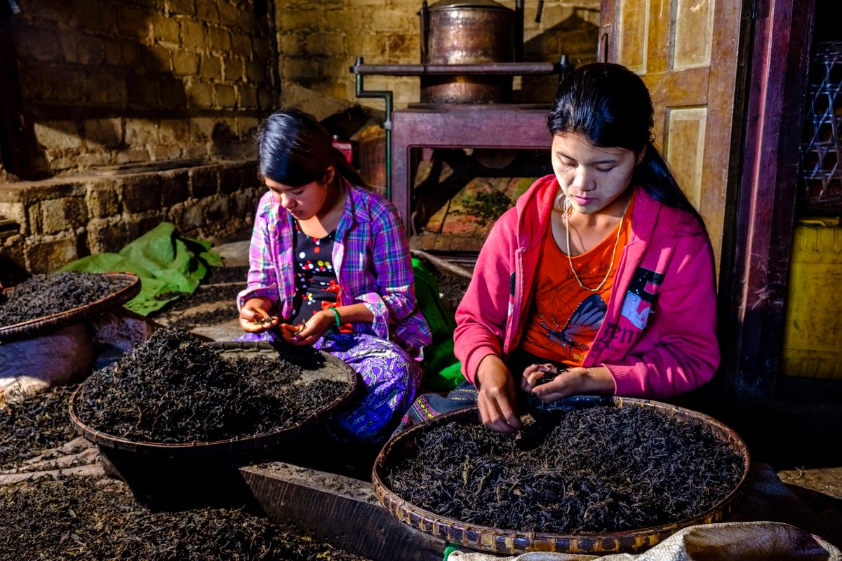 Women of the Palaung tribe sort tea leaves in Hin Khar Kone village, Myanmar. 