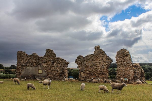 Sheep graze the Regal Ruins.