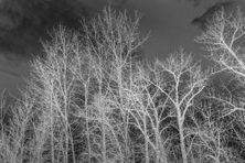 Places like Forest Grove linger on the edge of wilderness and civilization.