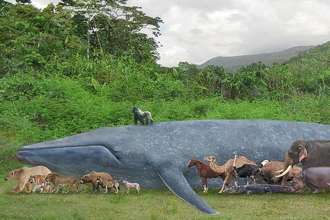 Mushrooms, Cockatoos, & Elderly Eels: The World's Oldest & Biggest Things Aren't What You Expect