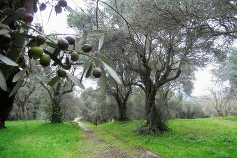 One of the olive trees at Hadrian’s Villa dates back to the 13th century.