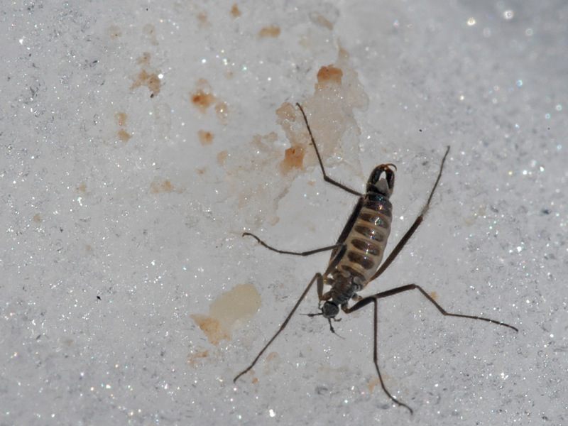 A snow fly does its thing.