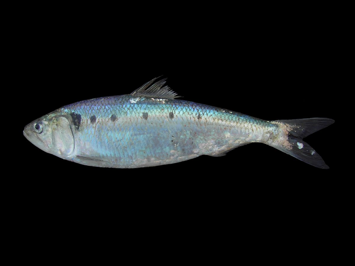 First Wave Fish Meet the Fish That Made America Great