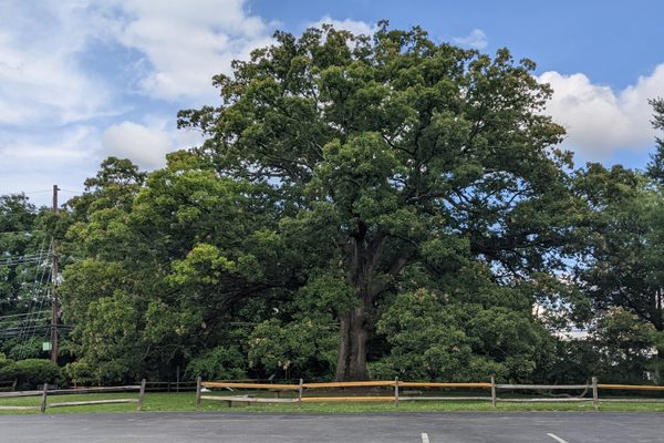 Travilah Oak Tree