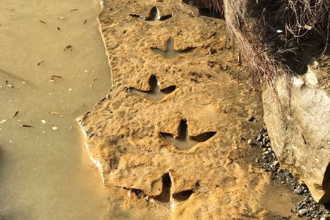 Five of the seven moa footprints uncovered in the riverbank.