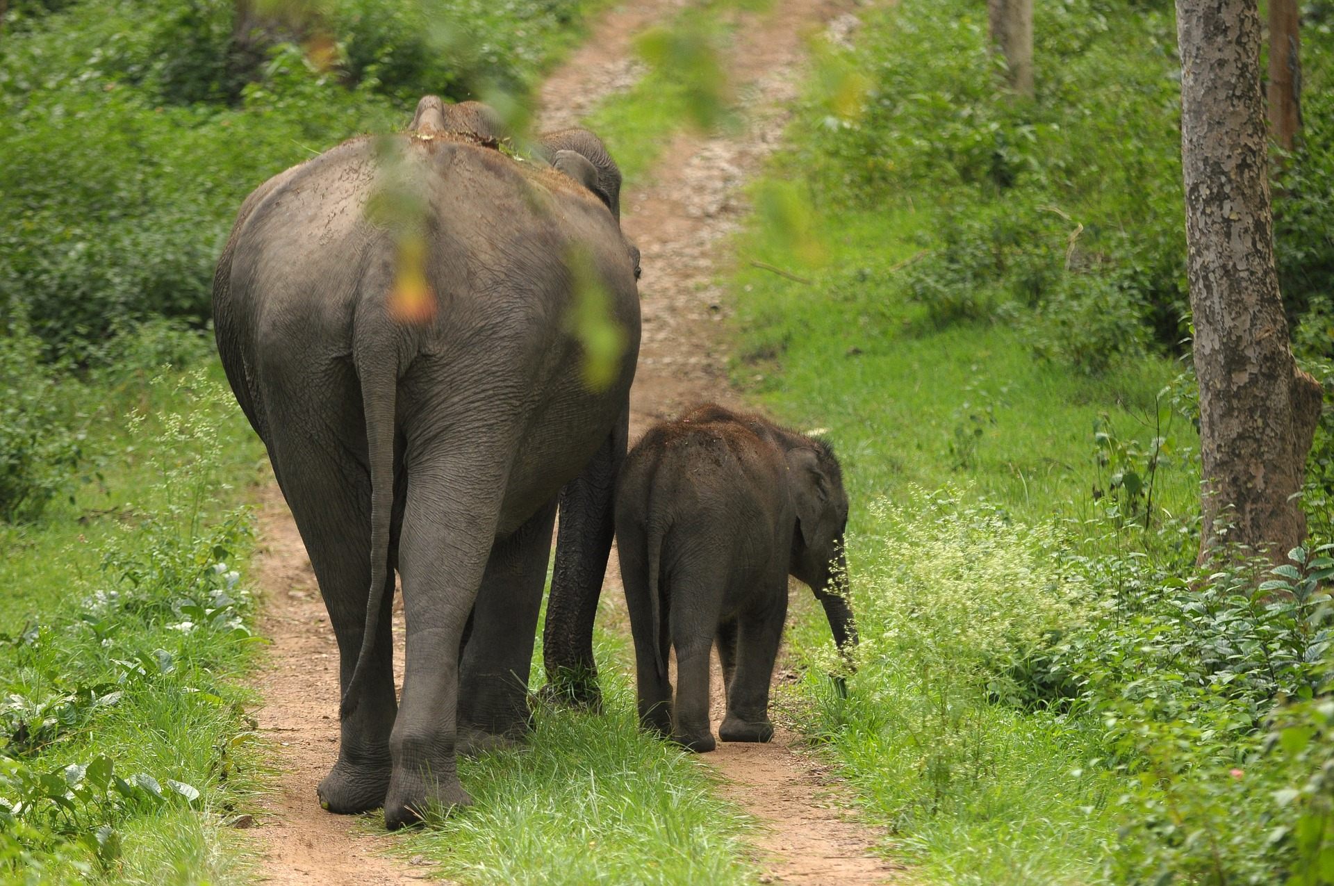 Female elephants, who usually travel with calves, are far more likely to adopt a new, risk-averse behavior. 