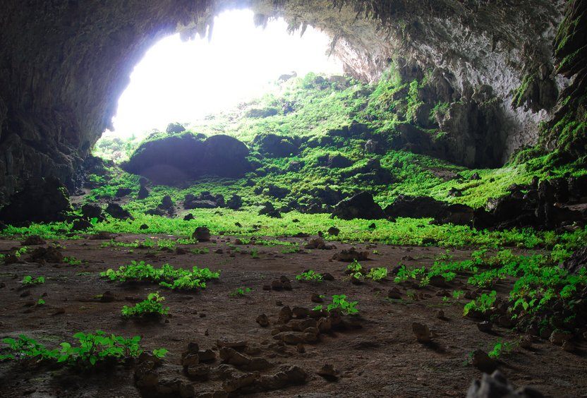 Found: A Plant Bonanza Hidden in China's Caves - Atlas Obscura