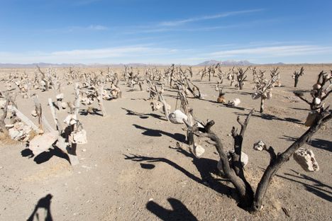 A forest of stone trees