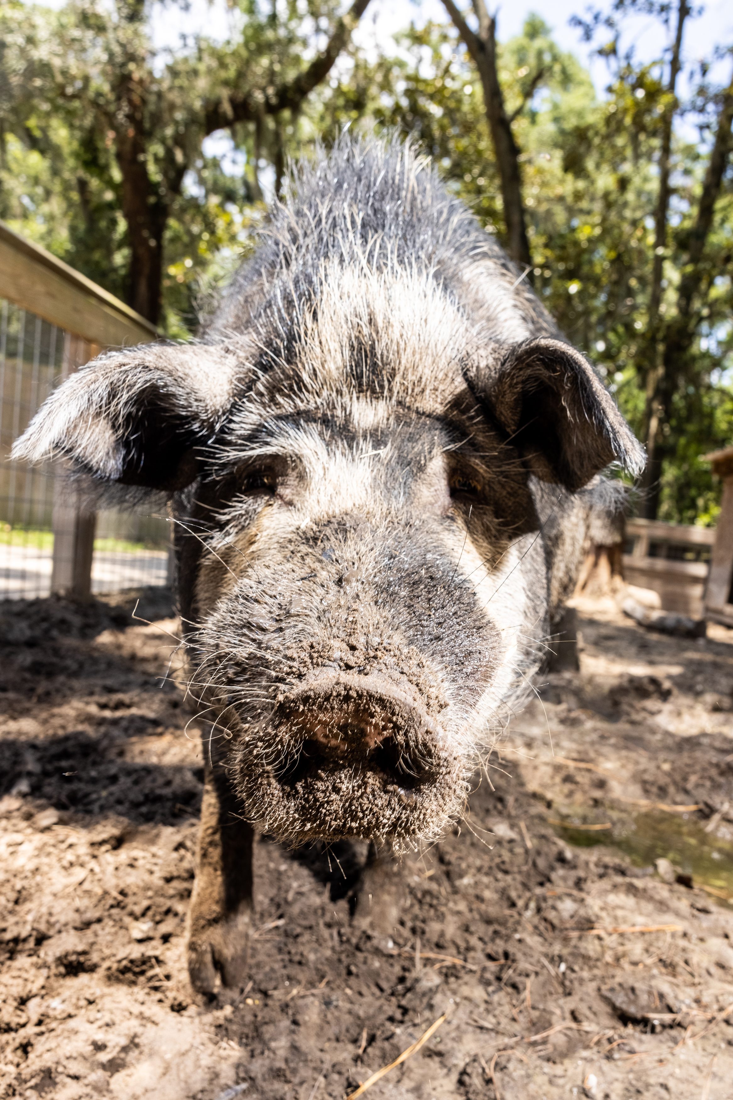 An Ossabaw hog in Savannah.