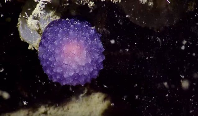 Found: Mysterious Bright Purple Blob, Floating in the Deep Sea
