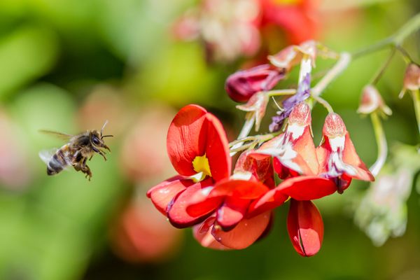 Bee coming in for landing at Stokes Bay Bush Garden on Kangaroo Island