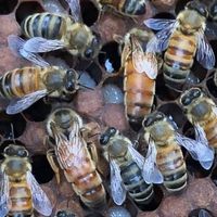 Profile image for beegeek