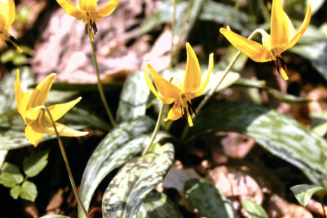 Trout lilies in the memorial garden.