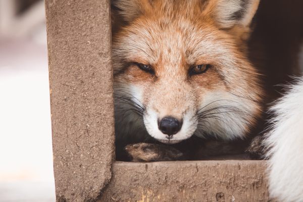 Sneaky foxes like to rob Nagaokakyo residents' shoe racks. 