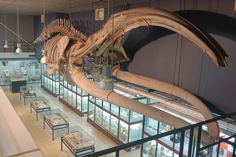 Museum voor Dierkunde