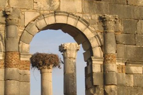 Storks nest seen through the arch of the Roman basilica.