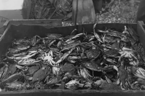 Crabs being collected in Louisiana in the 1930s.