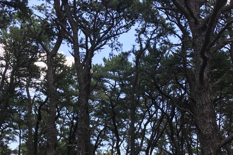 Crane Beach - the most glorious way to spend a day in eastern Massachusetts 