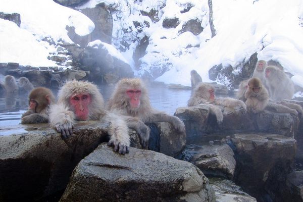 Monkeys lounging in the hot springs of the park