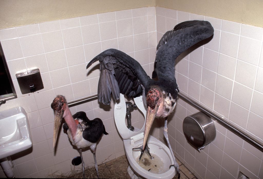 Magill and his team also put some storks in a different bathroom.