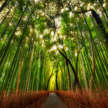 Sagano Bamboo Forest