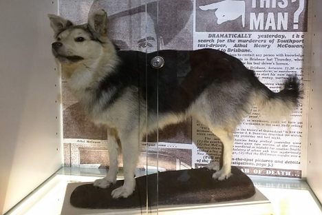 Peter the dog.