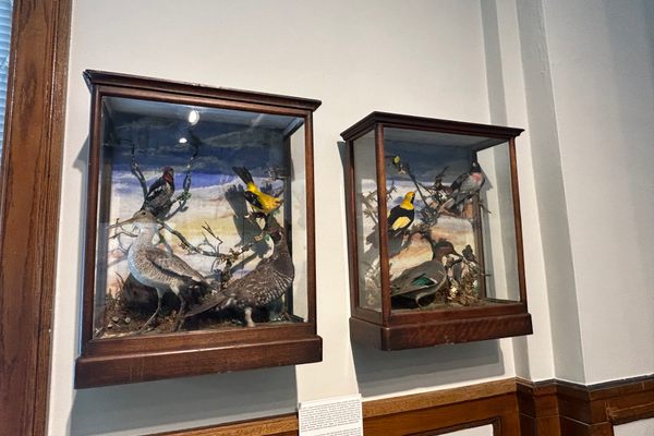 Victorian Bird Displays