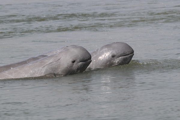 Irrawaddy dolphins cruise the Mekong River near the Cambodian village of Kampi, which has become a hub for tourists eager to spot the critically endangered animals.